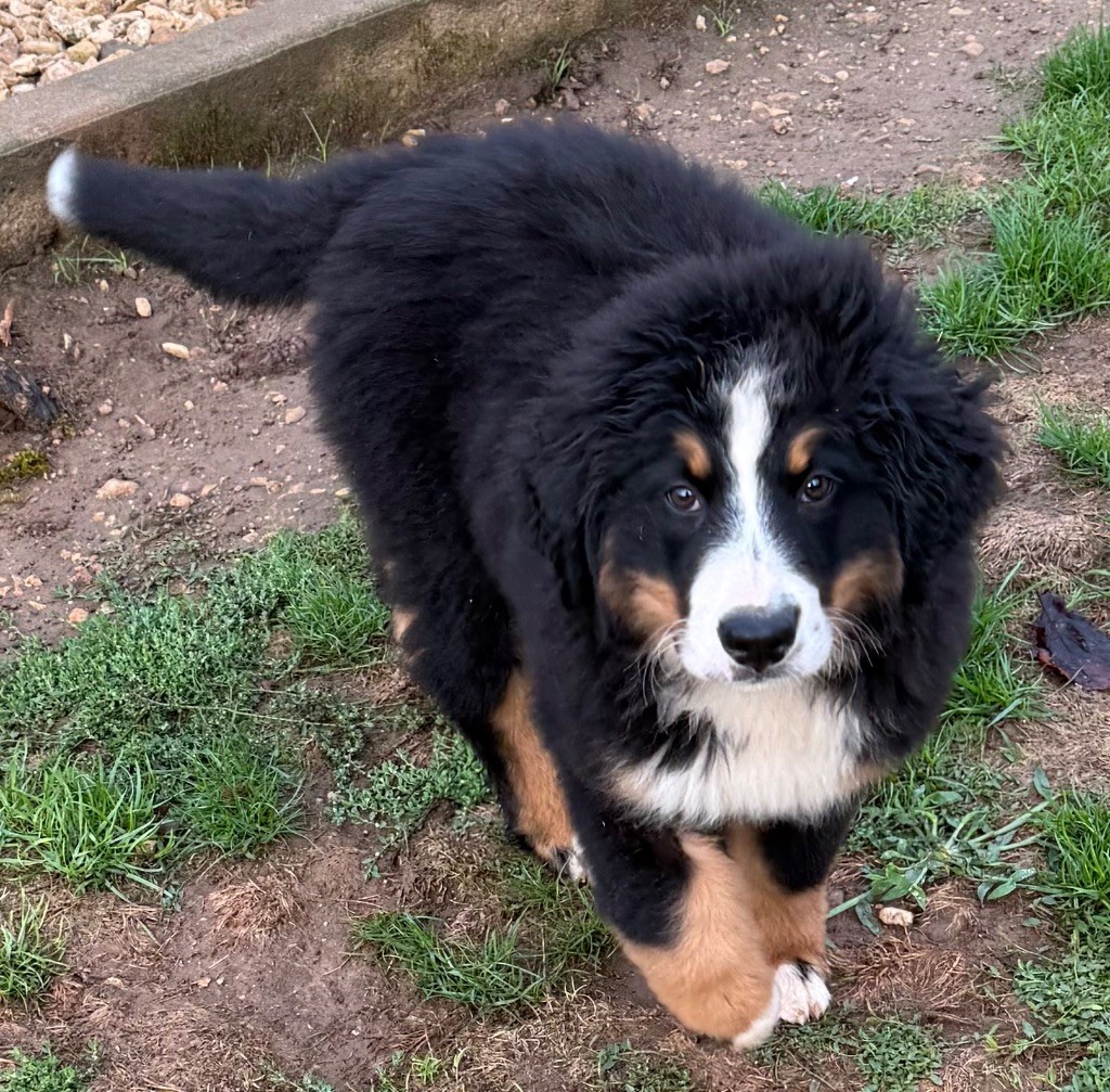 Veronique Mironneau - Chiots disponibles - Bouvier Bernois